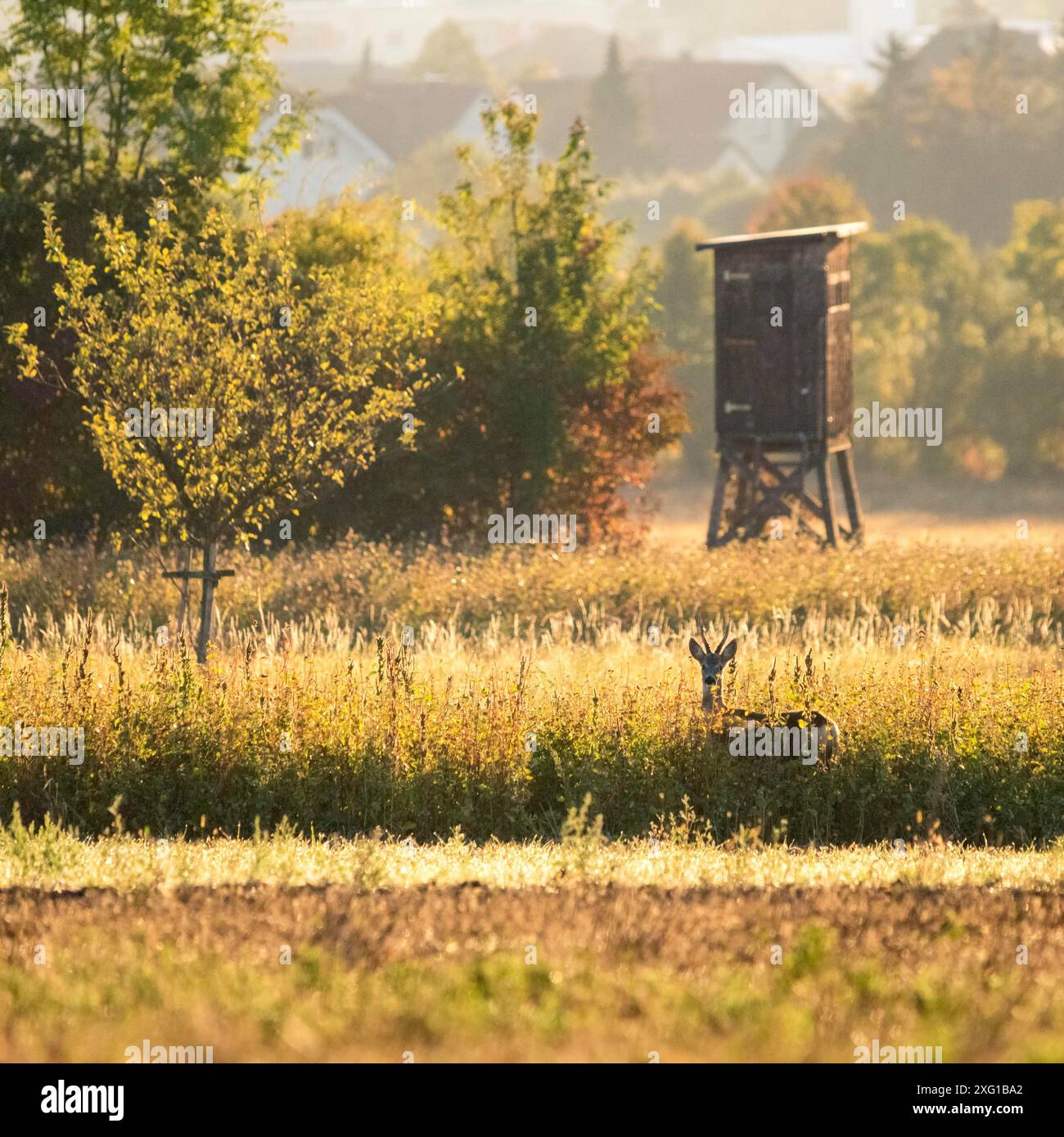 Chevreuil mignon surpris, capreolus capreolus, buck en été debout dans les hautes herbes avec fond vert flou Banque D'Images