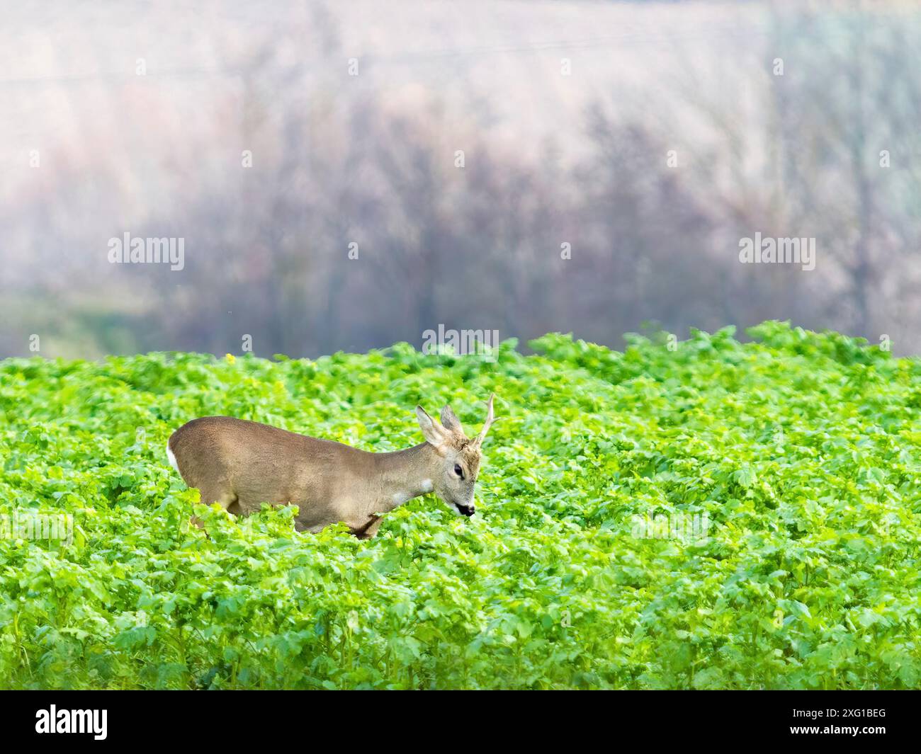 ROE cerf buck sur un terrain Banque D'Images