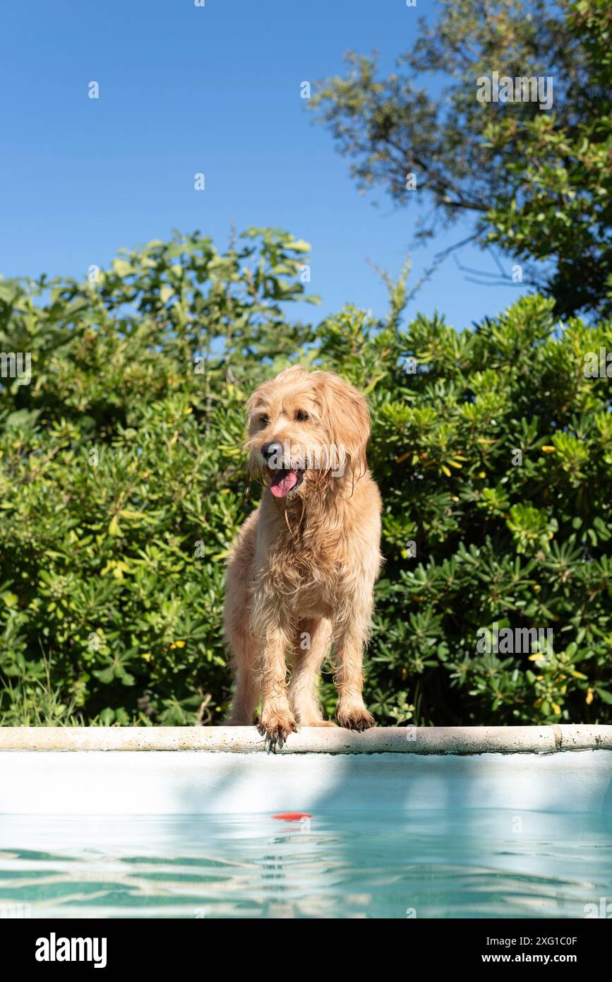 Mini Goldendoodle à la piscine dans la chaleur estivale, croisement entre Golden Retriever et Poodle, France Banque D'Images