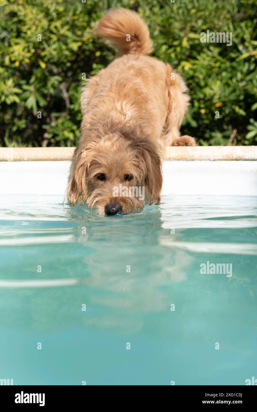 Mini Goldendoodle à la piscine dans la chaleur estivale, croisement entre Golden Retriever et Poodle, France Banque D'Images