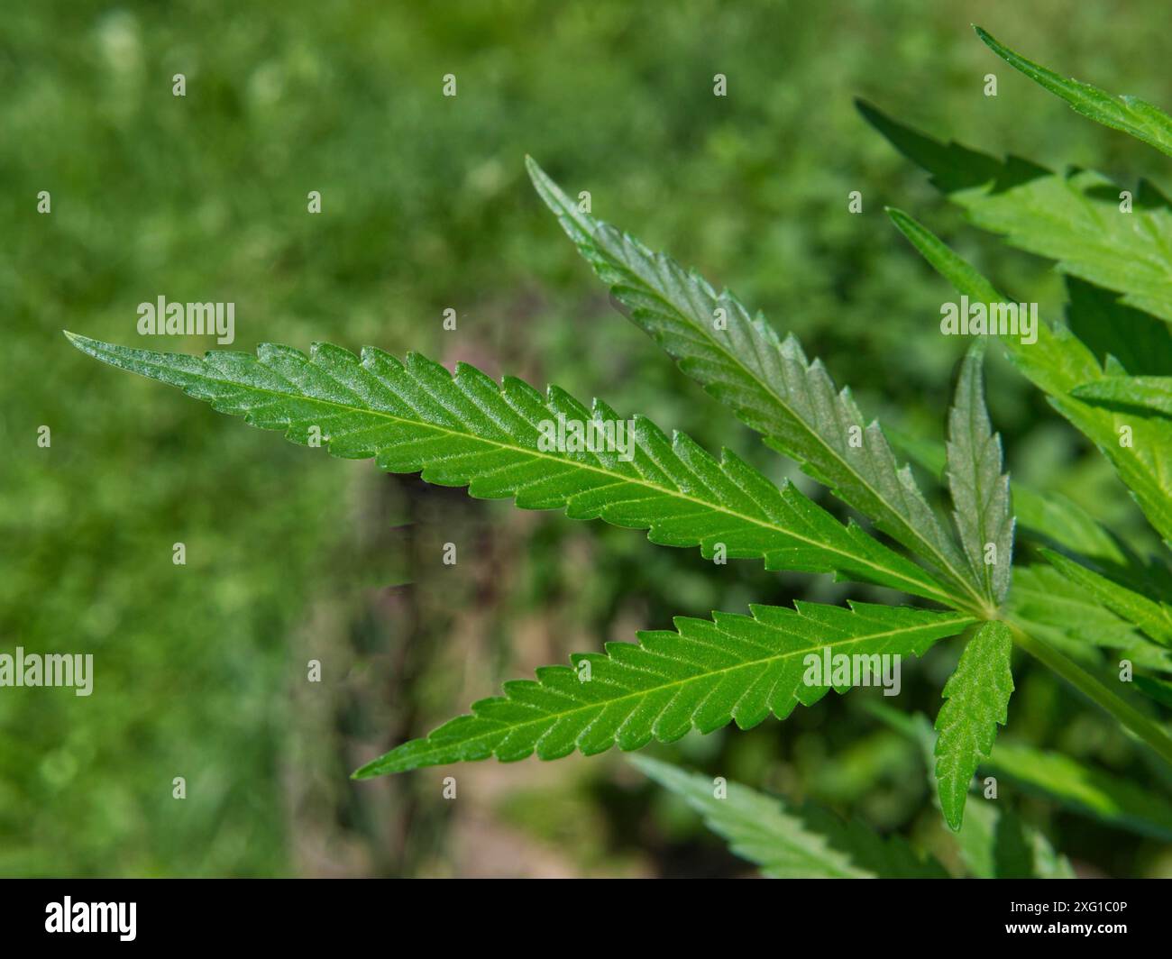 Chanvre (cannabis) feuille unique Banque D'Images