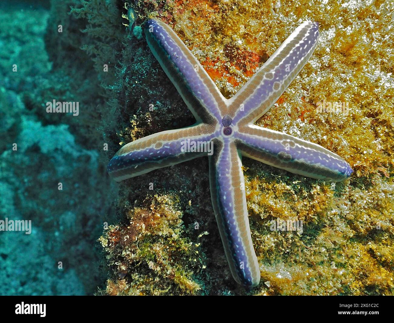 Une étoile de mer bleue (Phataria unifascialis) se trouve sur un récif corallien. Site de plongée Sombrero Reef, Playa Flamingo, Costa Rica, Océan Pacifique, Amérique centrale Banque D'Images