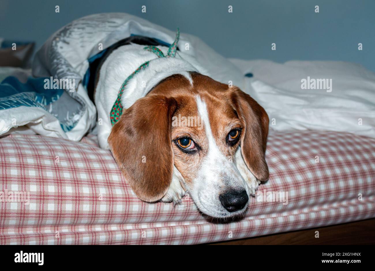 Chien Beagle allongé sur le lit et regardant la caméra. Banque D'Images