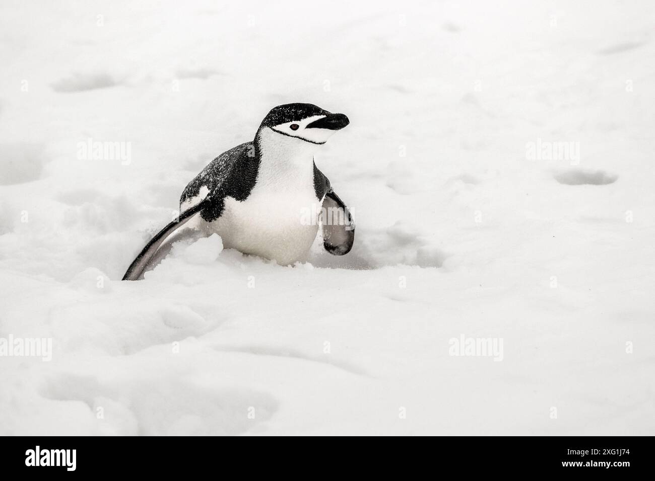 Pingouin Chinstrap, île de Barrientos, Antarctique, samedi 18 novembre, 2023. photo : David Rowland / One-Image.com Banque D'Images