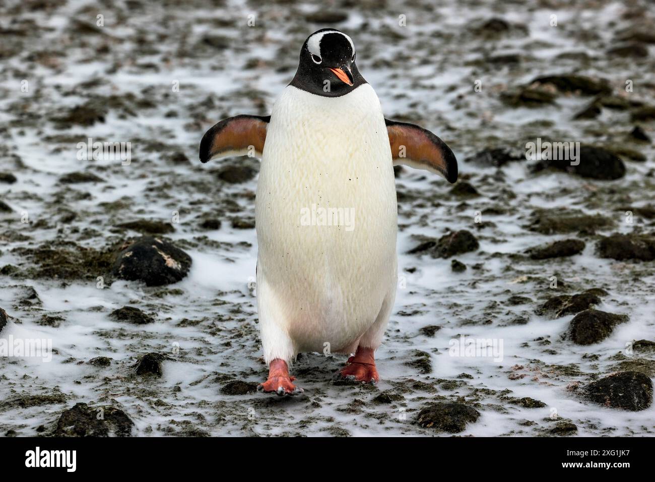 Gentoo Penguin, île de Barrientos, Antarctique, samedi 18 novembre, 2023. photo : David Rowland / One-Image.com Banque D'Images