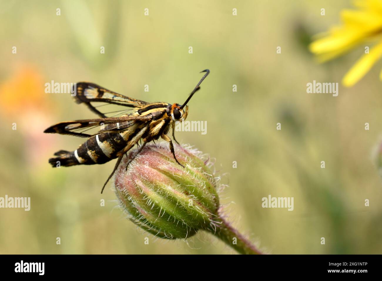 Insecte Synanthedon conopiformis sur une fleur. Photo de haute qualité Banque D'Images