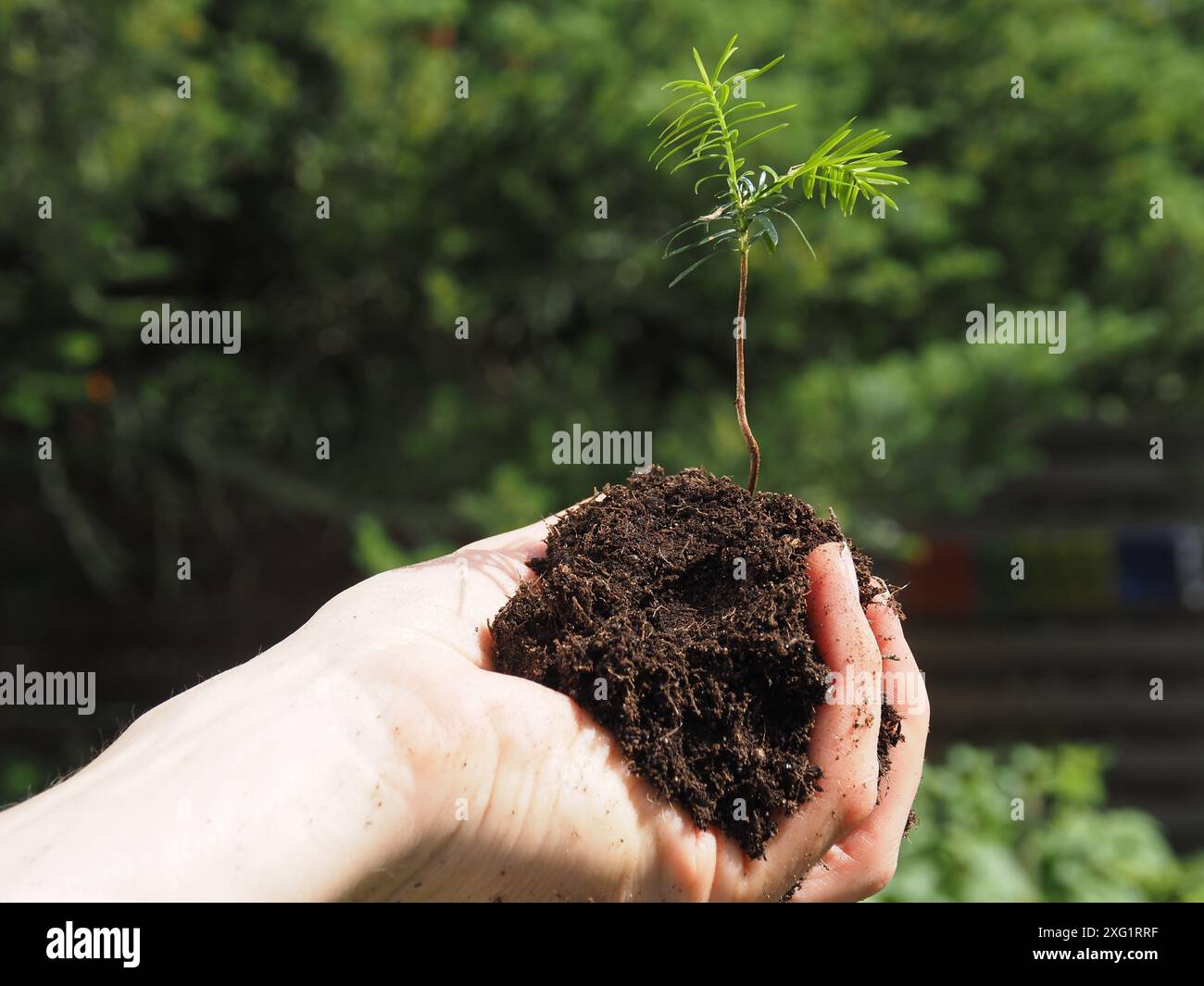 Un jardinier tient un semis de sapin, reboisement ou concept de culture, stockage naturel de dioxyde de carbone contre le changement climatique. Banque D'Images