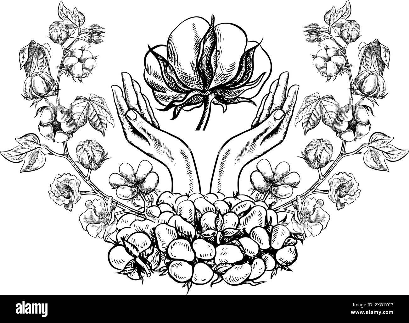 Le coton est biologique. Mains tenant le coton. Illustration vectorielle en noir et blanc sous la forme d'un logo ou d'un emblème. Isolez, dessiné à la main sur un dos blanc Illustration de Vecteur