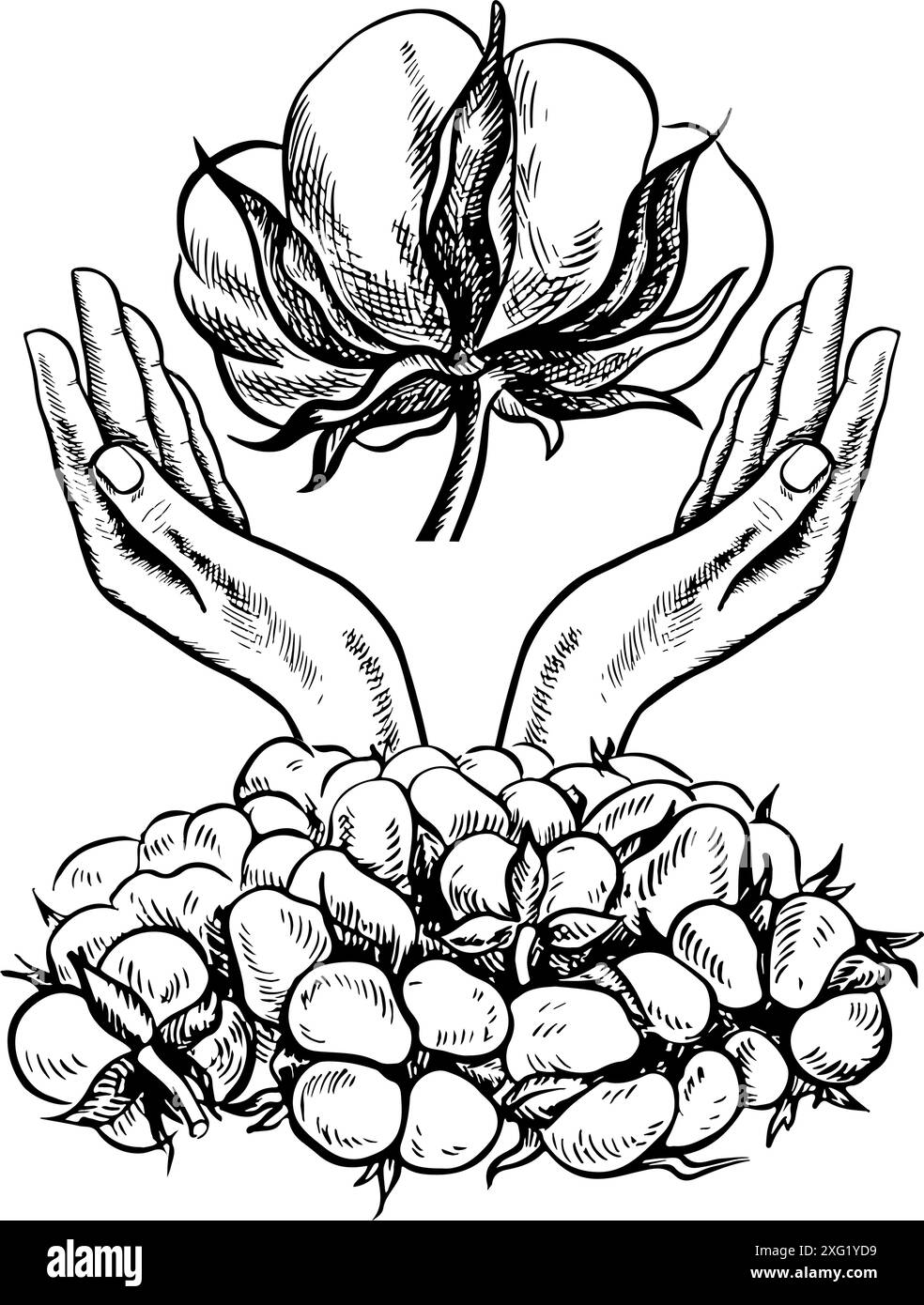 Le coton est biologique. Mains tenant le coton. Illustration vectorielle en noir et blanc sous la forme d'un logo ou d'un emblème. Isolez, dessiné à la main sur un dos blanc Illustration de Vecteur