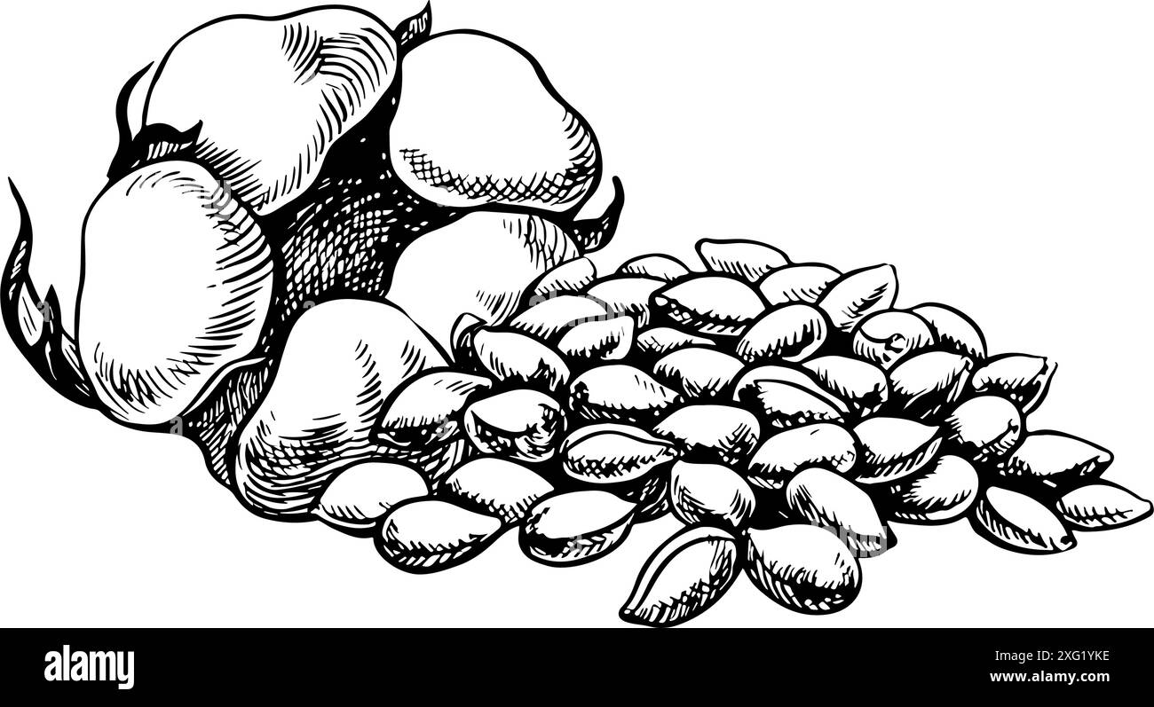 Graines de coton et une tête de coton mûre et moelleuse. Noir et blanc, détaillé, graphique, illustration vectorielle. Isolez, dessiné à la main sur un fond blanc. Pour la Illustration de Vecteur