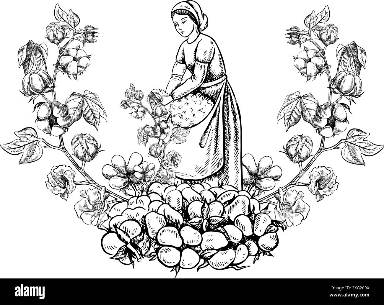 Un cueilleur de coton à la main. Noir et blanc, détail, graphique, illustration vectorielle sous la forme d'un emblème ou d'un logo. Une belle femme cueillant du coton wi Illustration de Vecteur
