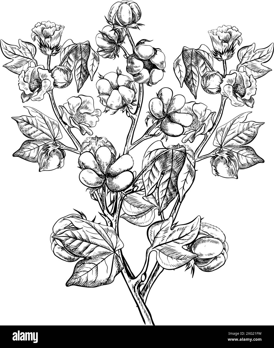 Le coton est biologique. Branches de coton mûr avec des feuilles et des fleurs qui soulignent les caractéristiques botaniques. Noir et blanc, graphique, illustration vectorielle Illustration de Vecteur