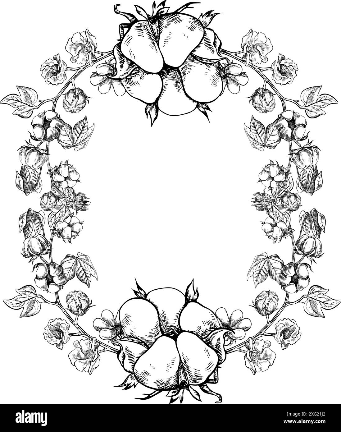 Le coton est biologique. Le cadre est ovale avec des brindilles de coton. Noir et blanc, détaillé, graphique, illustration vectorielle, dessiné à la main, sur fond blanc Illustration de Vecteur