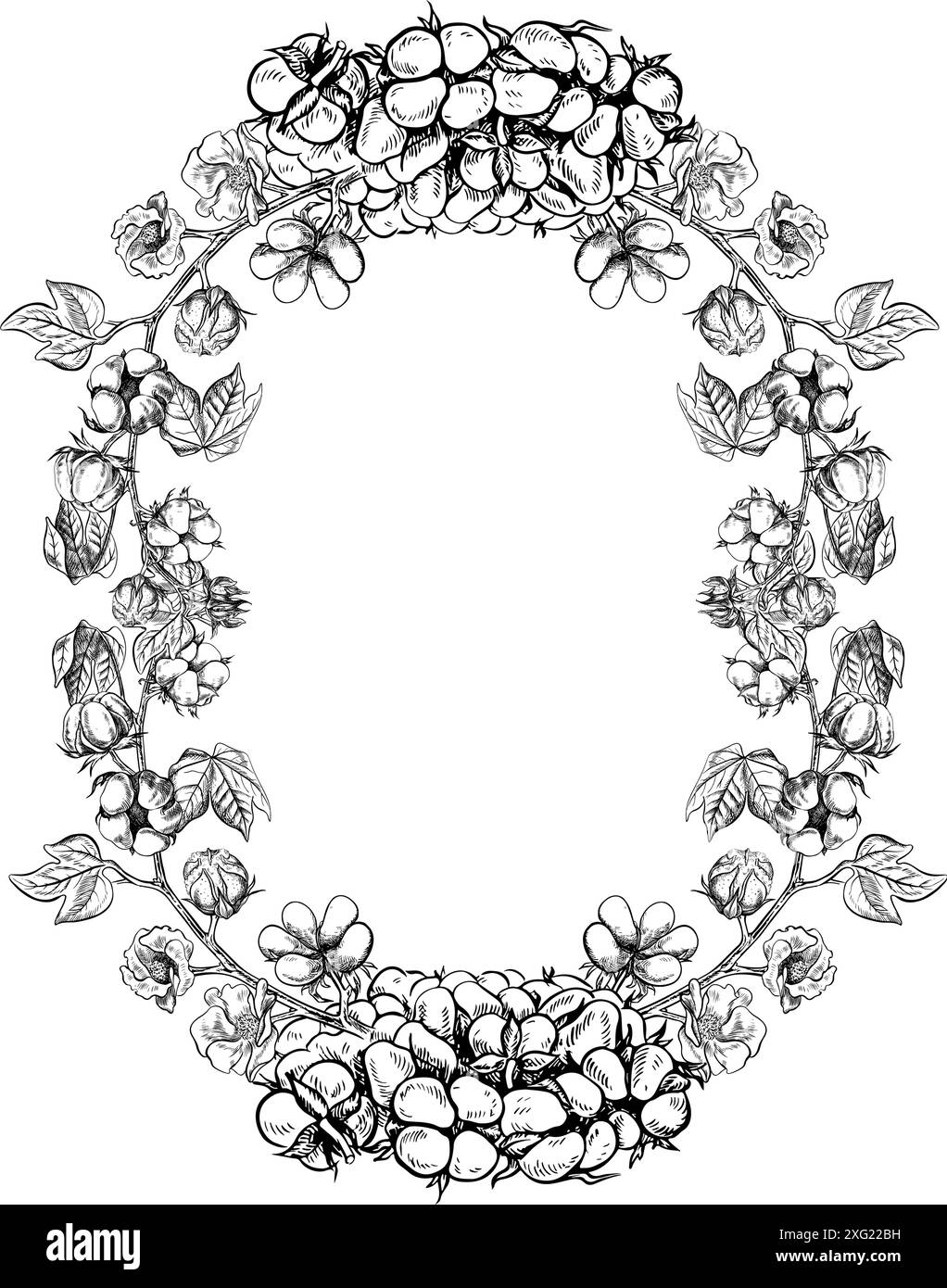 Le coton est biologique. Le cadre est ovale avec des brindilles de coton. Noir et blanc, détaillé, graphique, illustration vectorielle, dessiné à la main, sur fond blanc Illustration de Vecteur