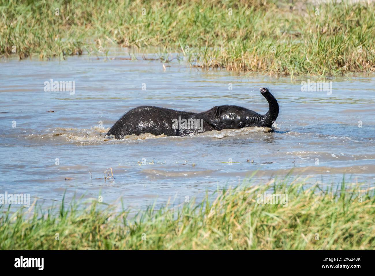 Bébé éléphant dans la rivière en Afrique du Sud. Banque D'Images