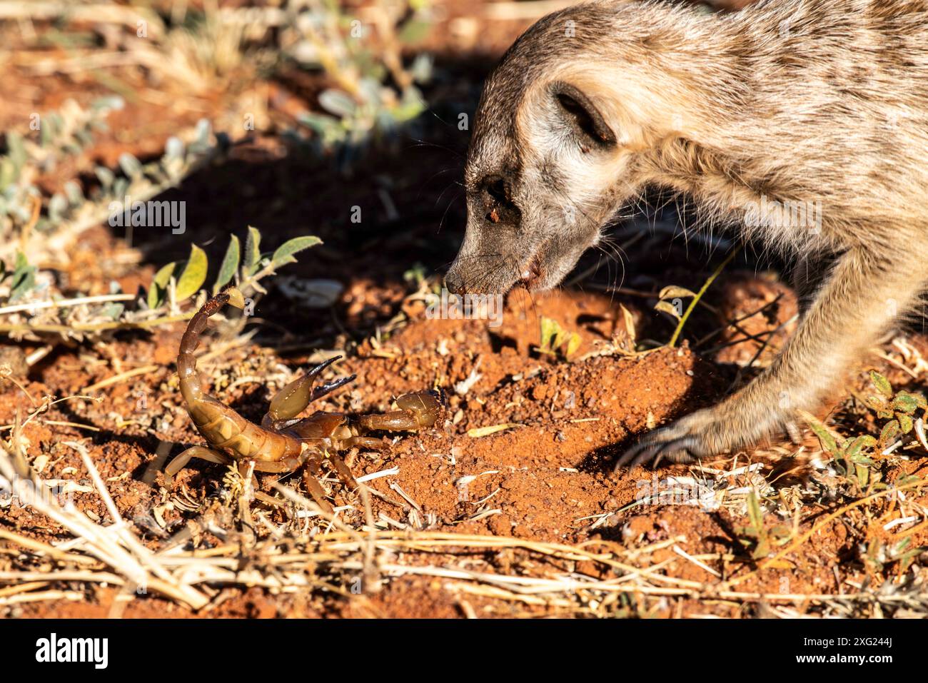 Suricat sur le point d'attaquer un scorpion dans le Kalahari Banque D'Images