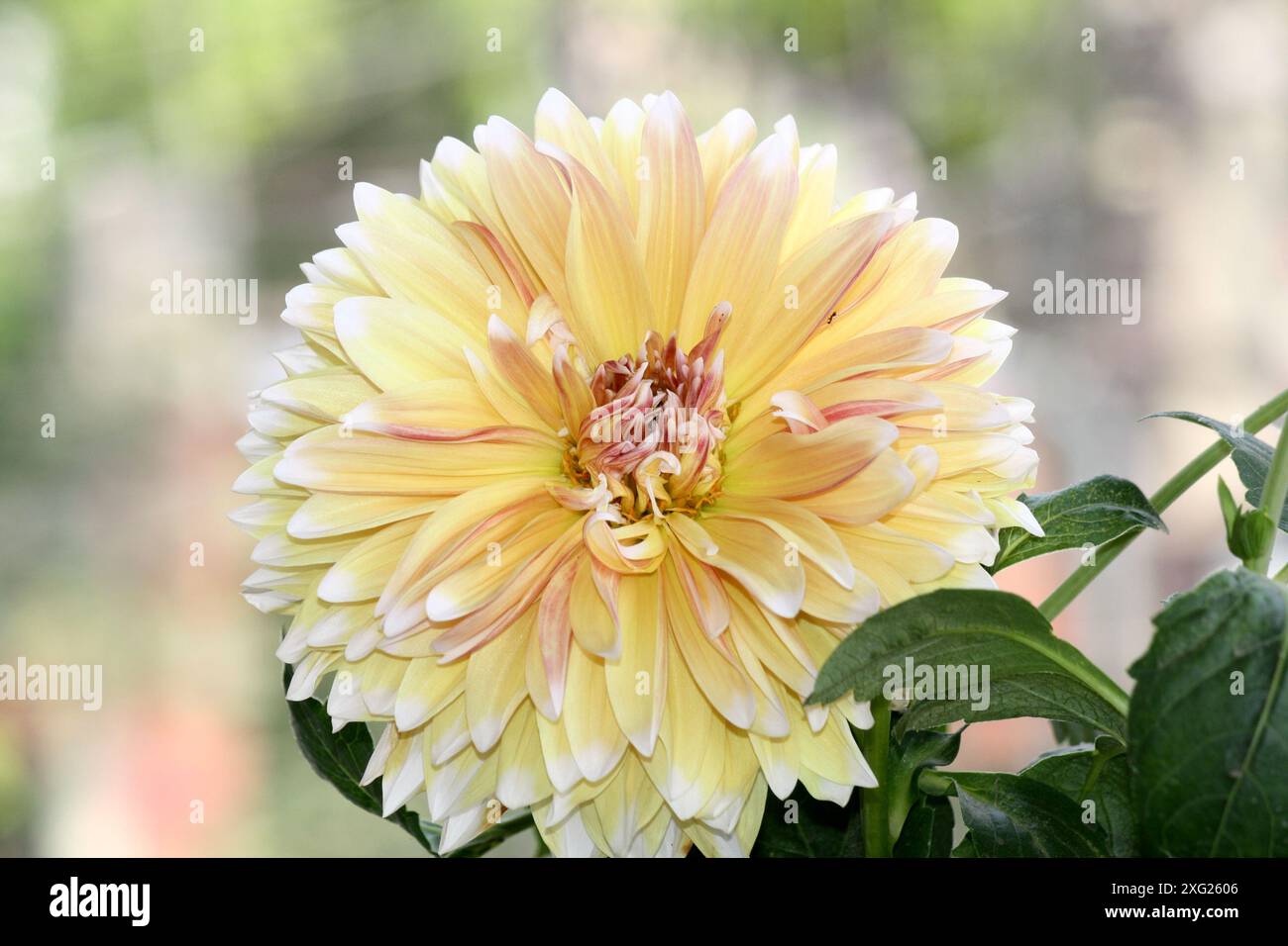 Cultivar 'Dahlia décoratif' en jaune et blanc avec une teinte rouge : (pix Sanjiv Shukla) Banque D'Images