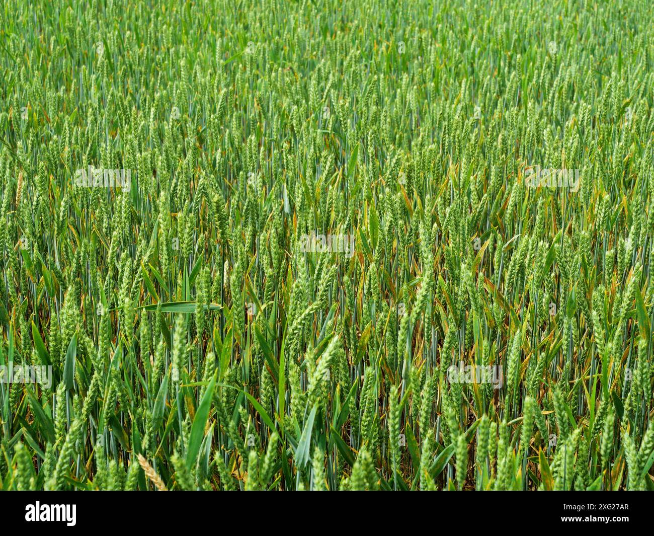 Champ de blé - vue d'un champ de blé encore vert en été. Les tiges vertes fraîches s'étirent en vagues douces, promettant une récolte abondante. Banque D'Images
