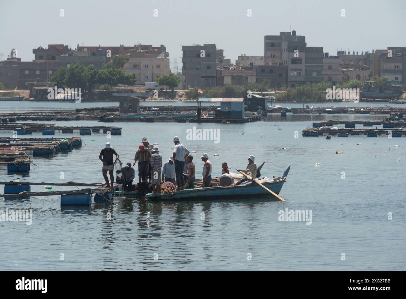 Les pêcheurs égyptiens vident les cages en filet dans les fermes piscicoles sur le Nil à Rashid ou Rosetta dans la région du delta du Nord de l'Égypte. Rosetta connue localement sous le nom de Rashid est une ville portuaire du delta du Nil, la pierre de Rosetta y a été découverte en 1799. Banque D'Images