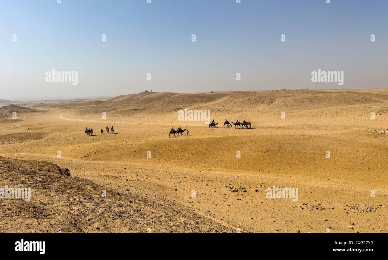 Chameaux dans le désert du sahara en Egypte Banque D'Images