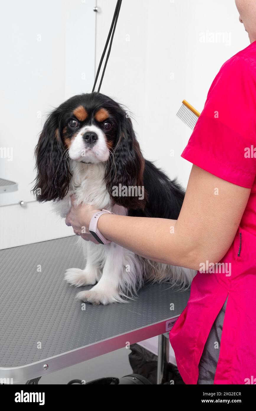 La tondeuse professionnelle coiffe les cheveux de l'épagneul Cavalier King Charles dans le salon de toilettage. Banque D'Images