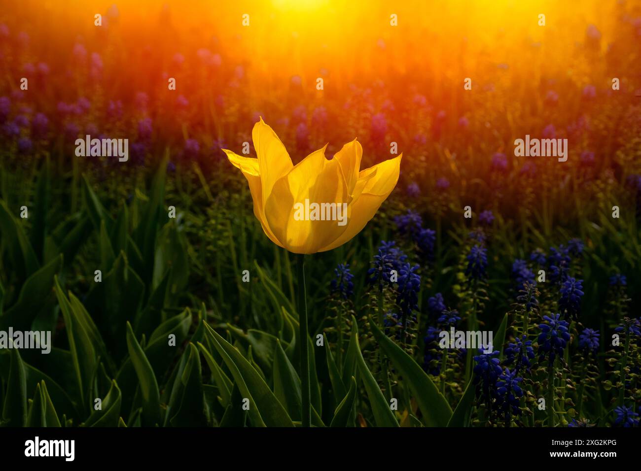 Fleurs de tulipes jaunes étonnantes fleurissant dans un champ de tulipes. Magnifique vue sur les tulipes jaunes au coucher du soleil. Banque D'Images