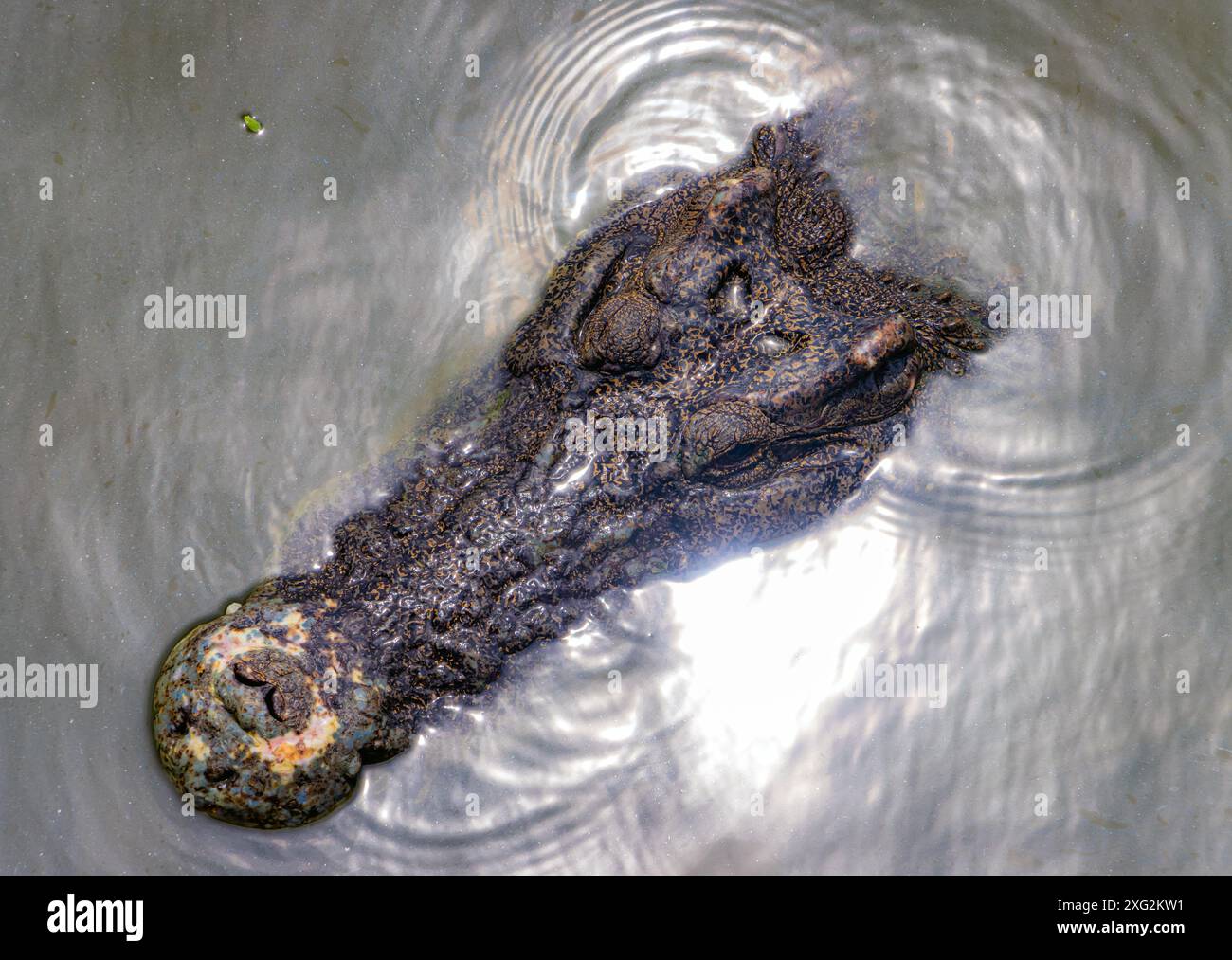 Tête de crocodile flottant dans l'eau avec réflexion du soleil sur la surface, vue de dessus Banque D'Images