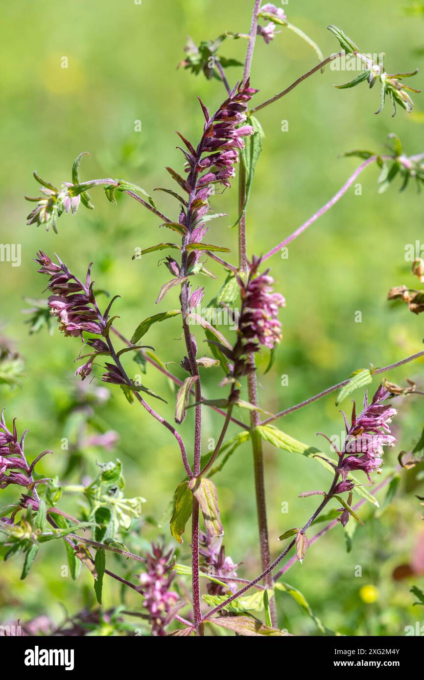 Fleur sauvage de bartsia rouge (Odontites vernus) sur prairie de la réserve naturelle de Sheepleas, Surrey, Angleterre, Royaume-Uni Banque D'Images