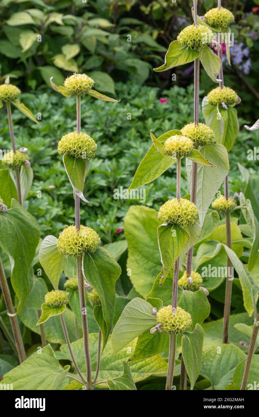 Sauge turque (Phlomis russeliana), plante à fleurs de la famille des Lamiaceae à tiges hautes, Royaume-Uni Banque D'Images