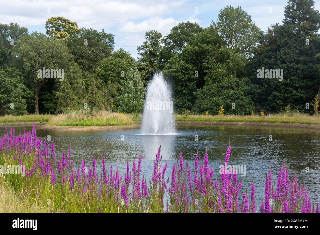 Fontaine dans Clear Lake au RHS Wisley Garden, Surrey, Angleterre, Royaume-Uni, pendant l'été, avec des fleurs de loosestrife violettes Banque D'Images