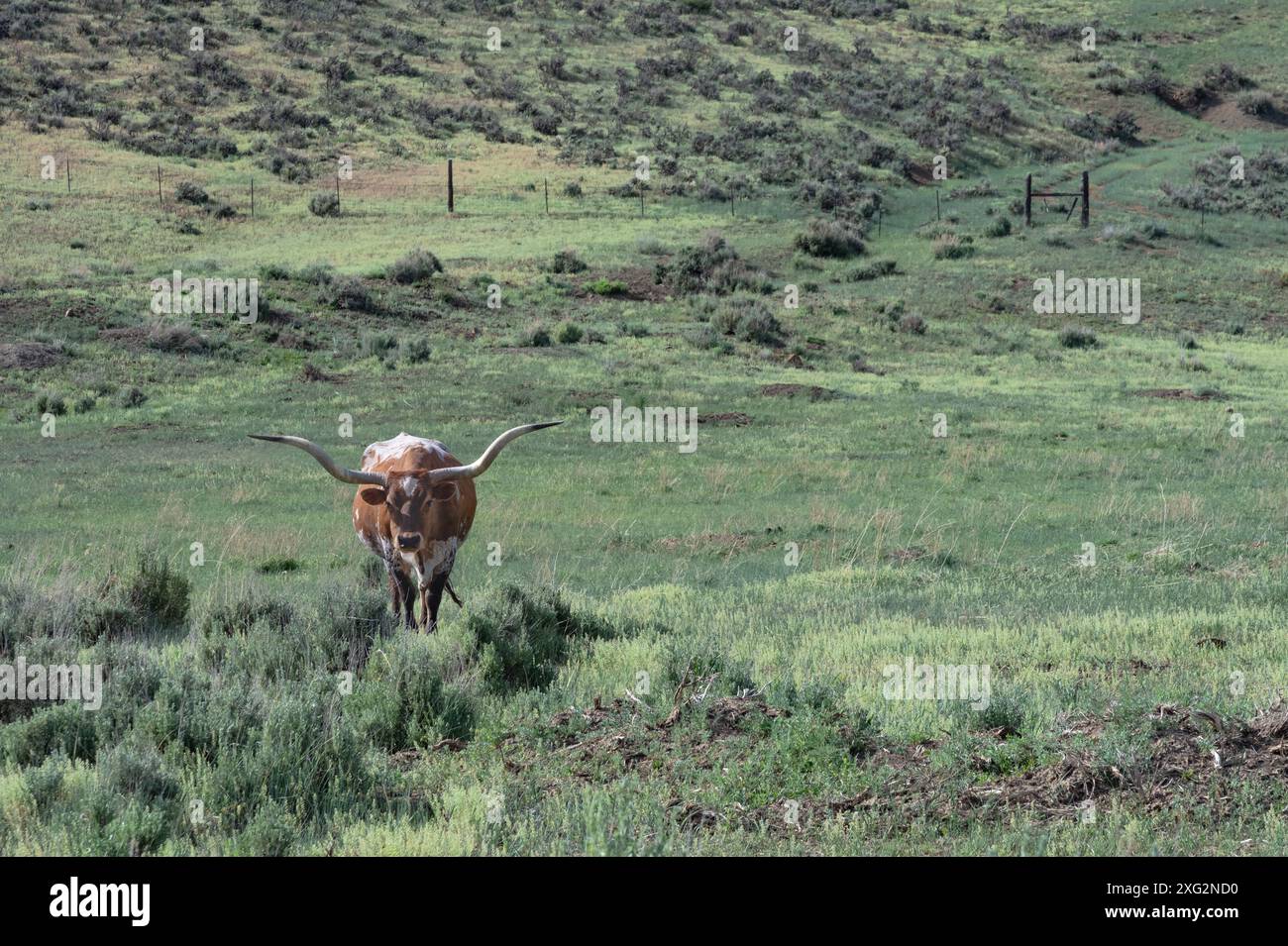 Texas Longhorn vache debout dans les terres de ranch du désert dans le sud du Colorado, États-Unis. Banque D'Images