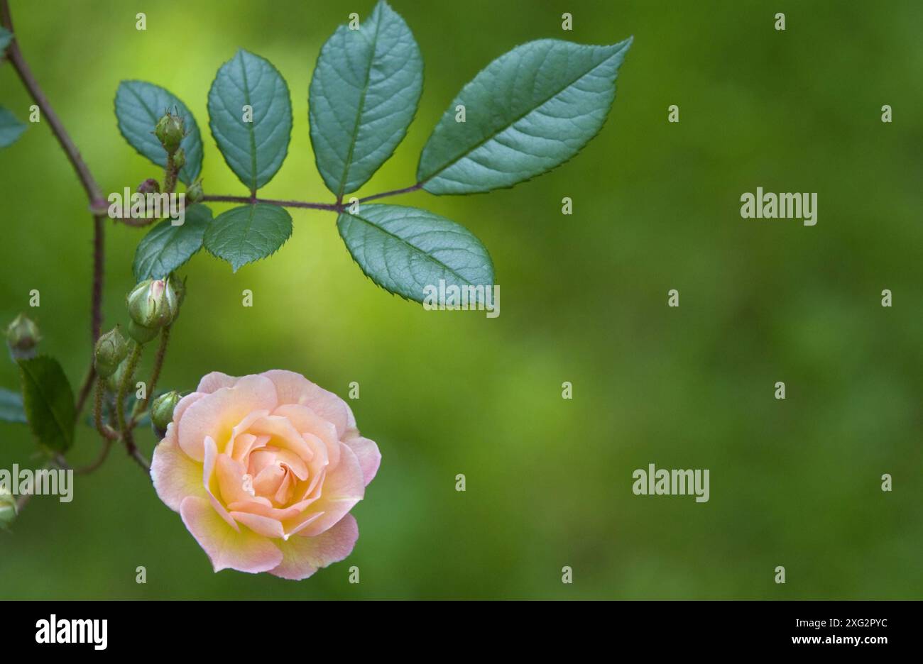 Rose Banque D'Images