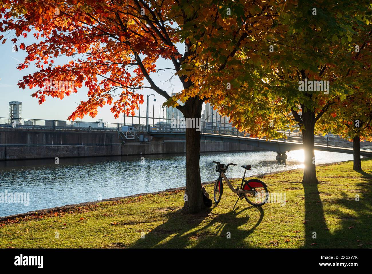 Vieux-Port de Montréal en automne. Érables rouges et vieux horizon de Montréal reflétés sur le fleuve Lawrence. Saison de feuillage d'automne à Montréal, Québec, Canada. Banque D'Images