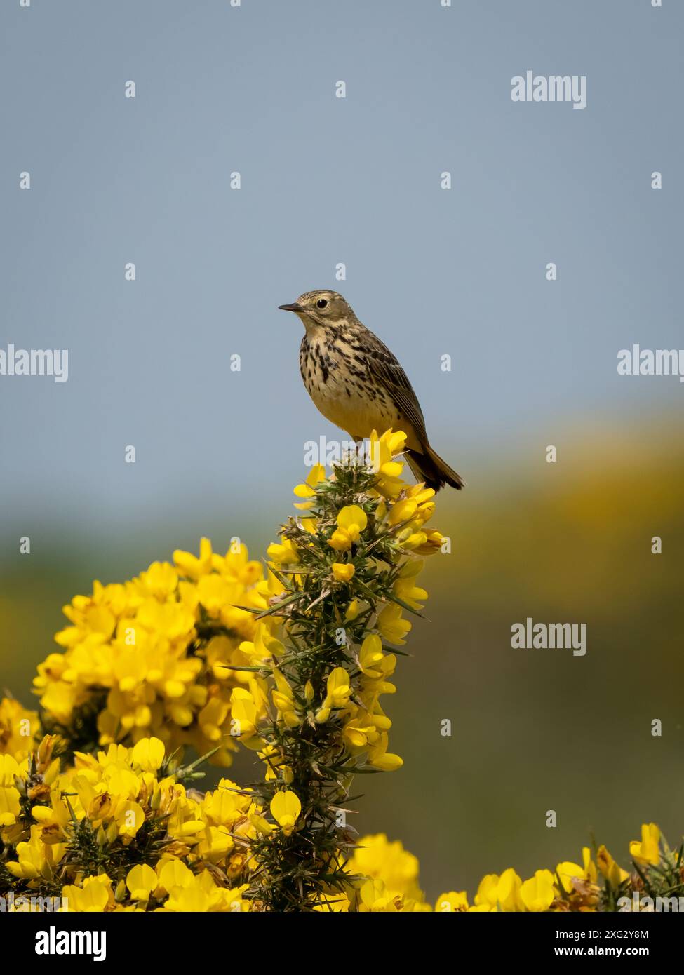 Pipit Farlouse Banque D'Images