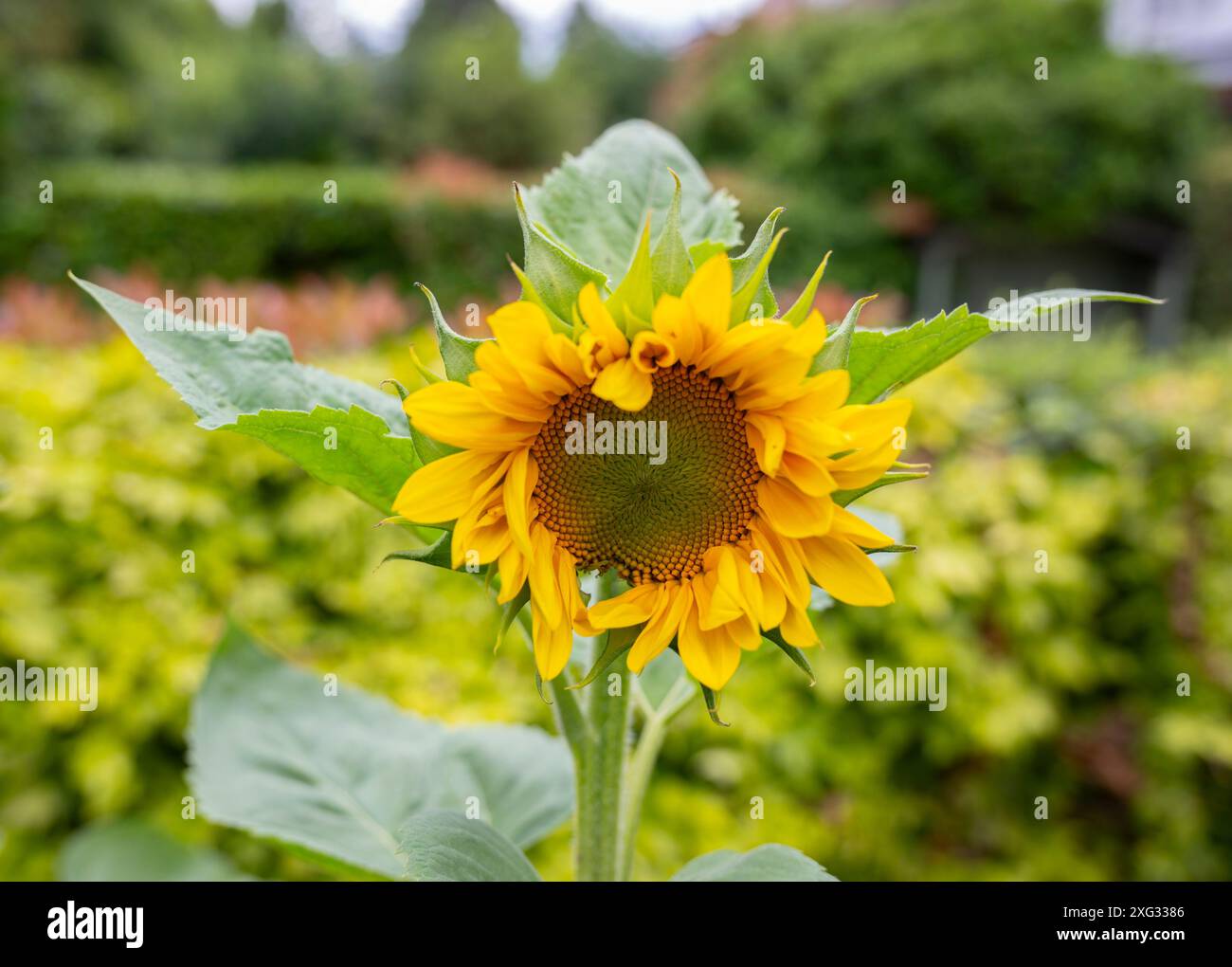 Un tournesol en croissance, Helianthus annuus, dans un jardin de banlieue londonien, 4 juillet 2024 Banque D'Images