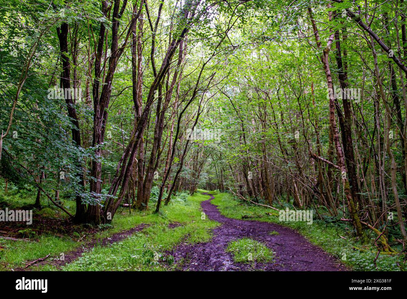 Dundee, Tayside, Écosse, Royaume-Uni. 6 juillet 2024. Météo britannique : pendant le temps pluvieux de juillet, les plantations luxuriantes et le terrain humide de Templeton Woods créent une atmosphère sinistre, ce qui en fait un endroit idéal pour les films d'horreur. Les forêts de Dundee, en Écosse, ont des sentiers naturels sinueux, une faune magnifique, des arbres au feuillage vert vibrant, une vie végétale et des paysages à couper le souffle. Crédit : Dundee Photographics/Alamy Live News Banque D'Images