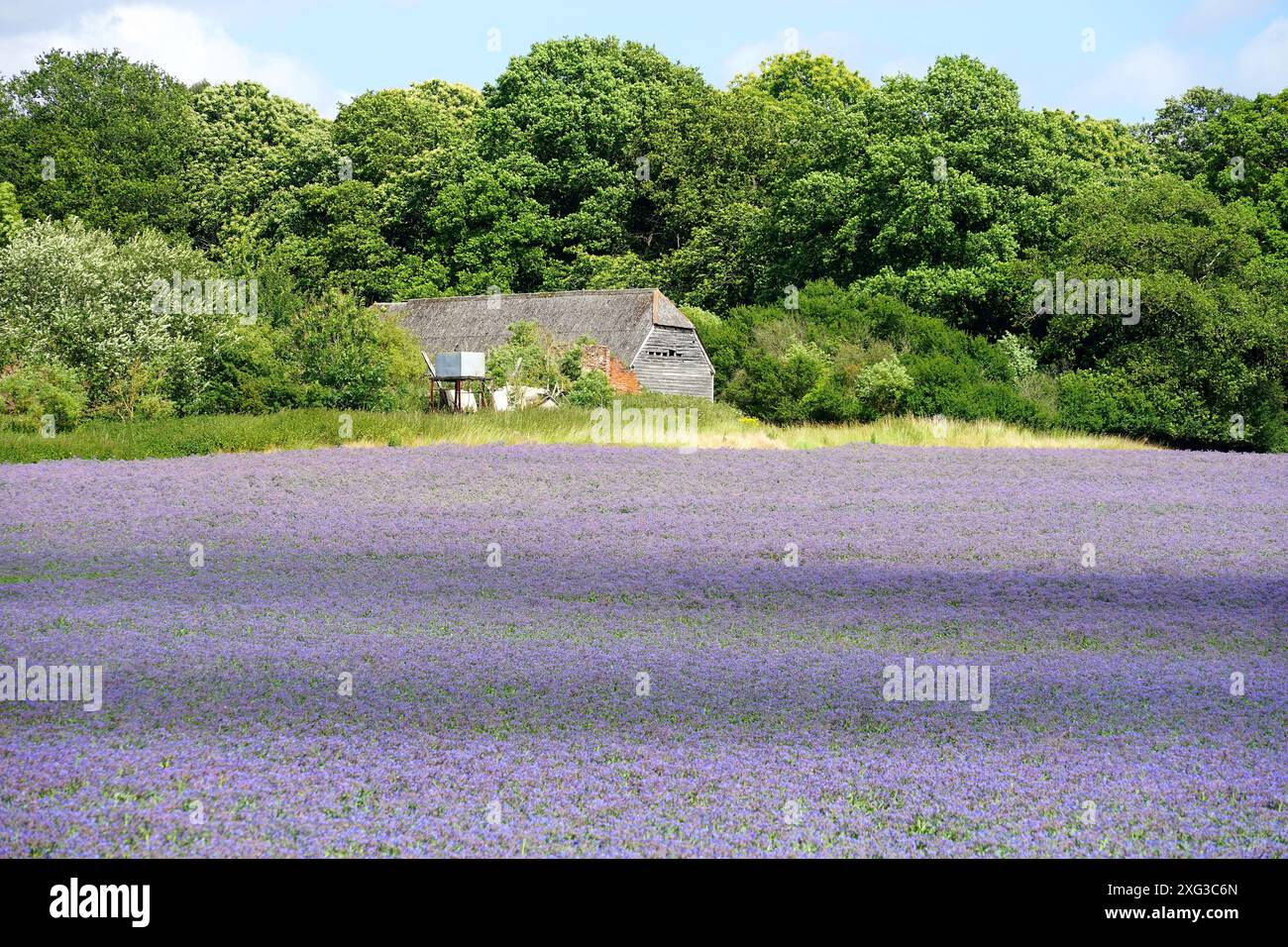 Champ de bleu - bourrache fleurie près de sible Hedingham Banque D'Images