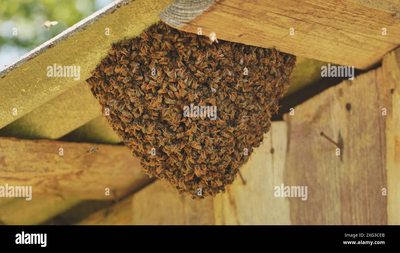 Une ruche d'abeilles sauvages se sont attachées à la grange. Banque D'Images
