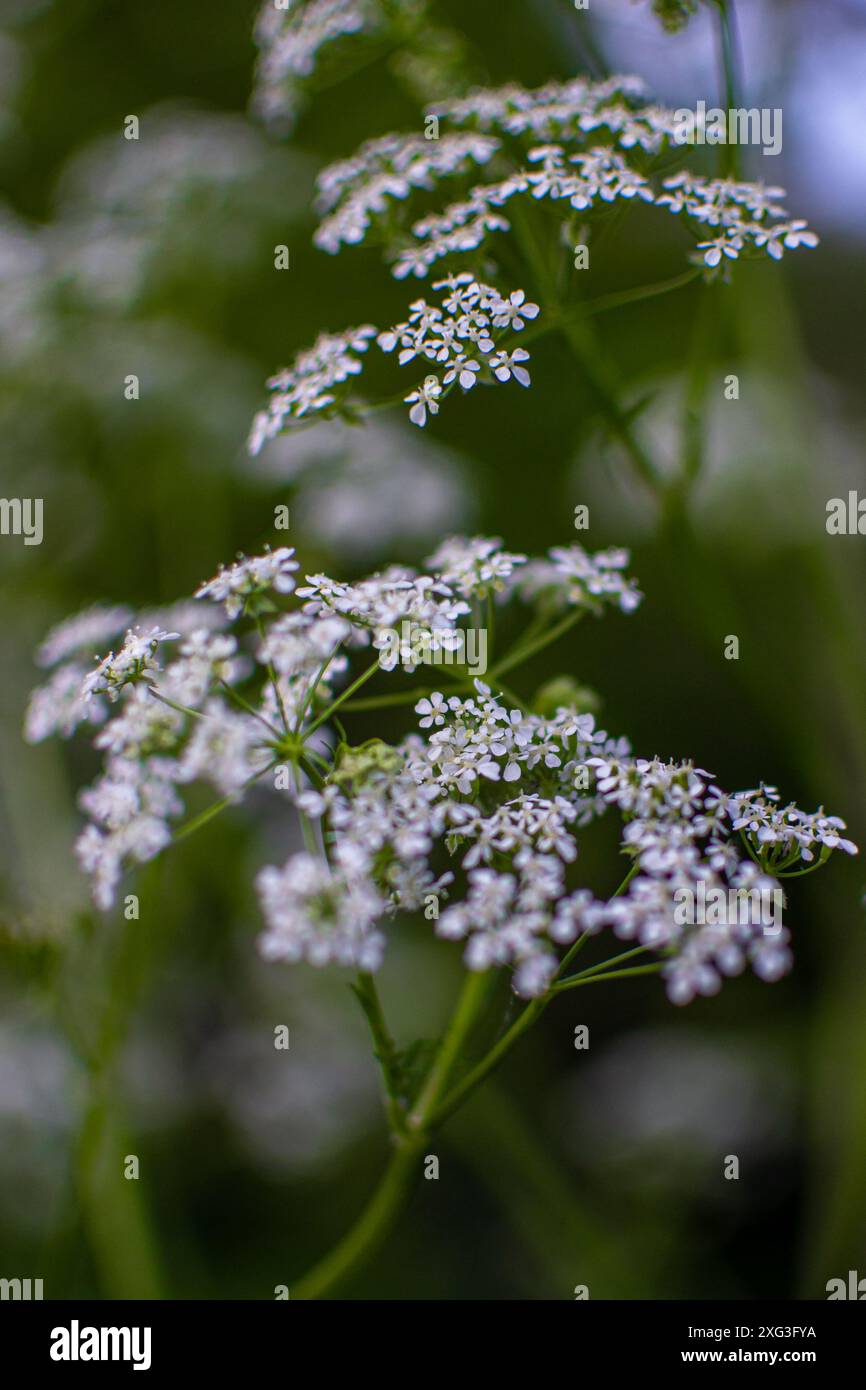Plan macro de petites fleurs sauvages blanches, persil de vache, asperge. Banque D'Images