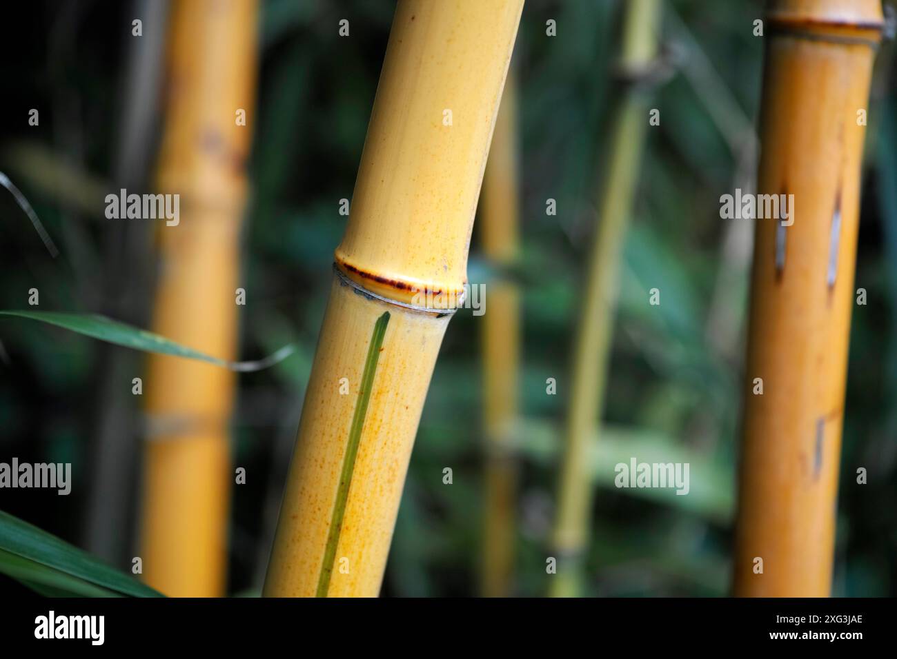 Gros plan d'énormes tiges jaunes de bambou avec des feuilles. Fond Zen Banque D'Images