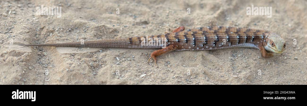 Un adulte alligator lézard de Californie suspect se réchauffe sur un sentier de terre après le coucher du soleil. Stevens Creek County Park, comté de Santa Clara, Californie. Banque D'Images