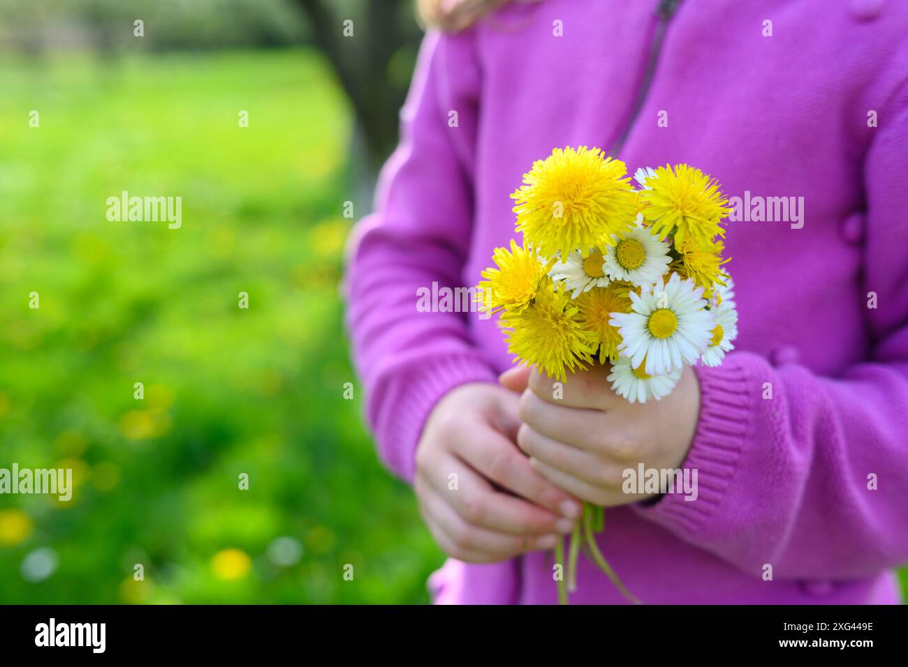 Une petite fille vêtue de violet tenant un petit posy de pissenlits fraîchement cueillis et de marguerites dans ses mains. Banque D'Images