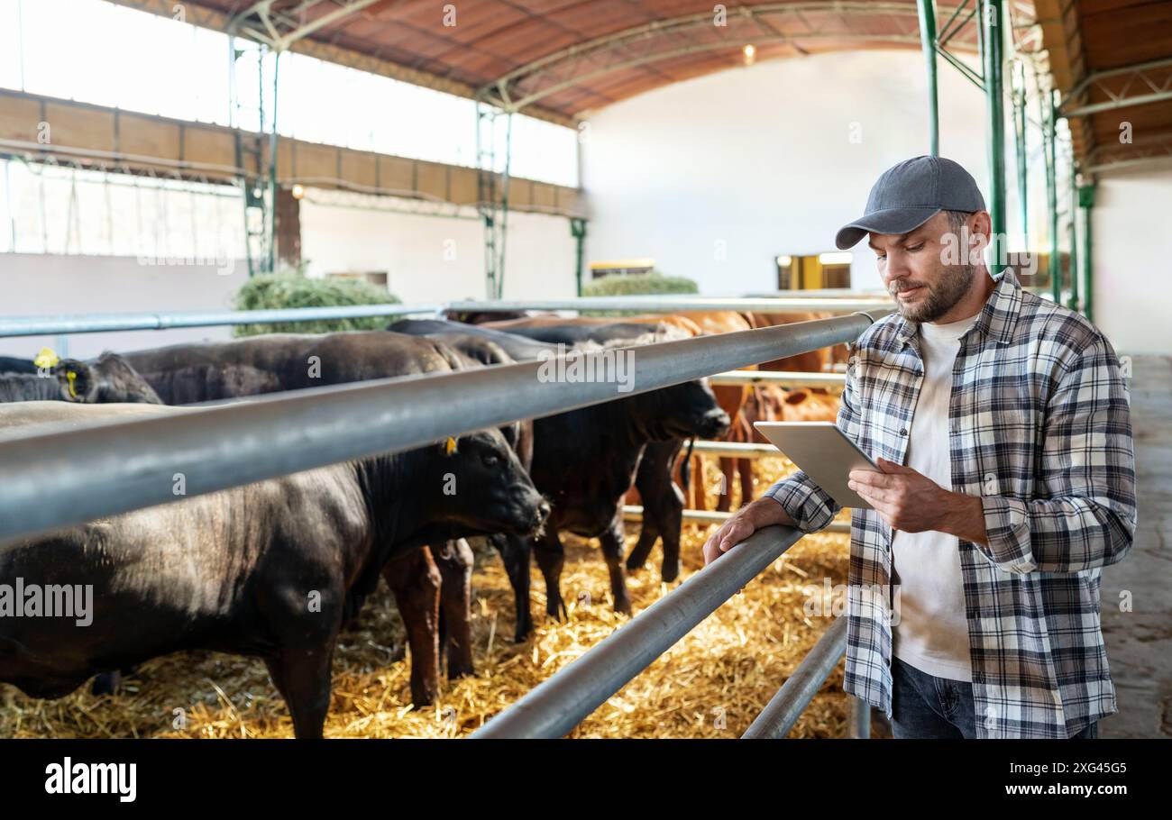 Un ouvrier de ferme d'élevage de sexe masculin analyse des données en ligne sur l'état des vaches dans une ferme bovine. Inspecteur du bétail. Banque D'Images