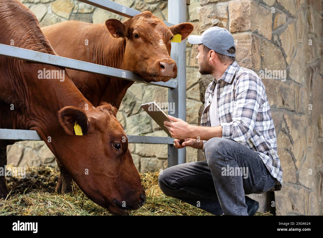 Un ouvrier d'élevage ou un vétérinaire examinant les vaches dans l'étable. Vache brune regardant fermier. Banque D'Images