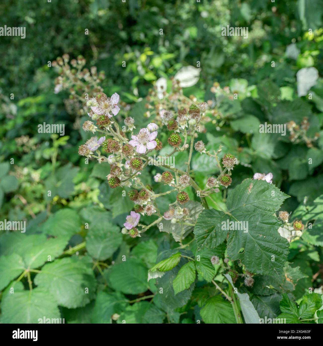 Gros plan de fleurs de mûre rose et de fruits verts Banque D'Images