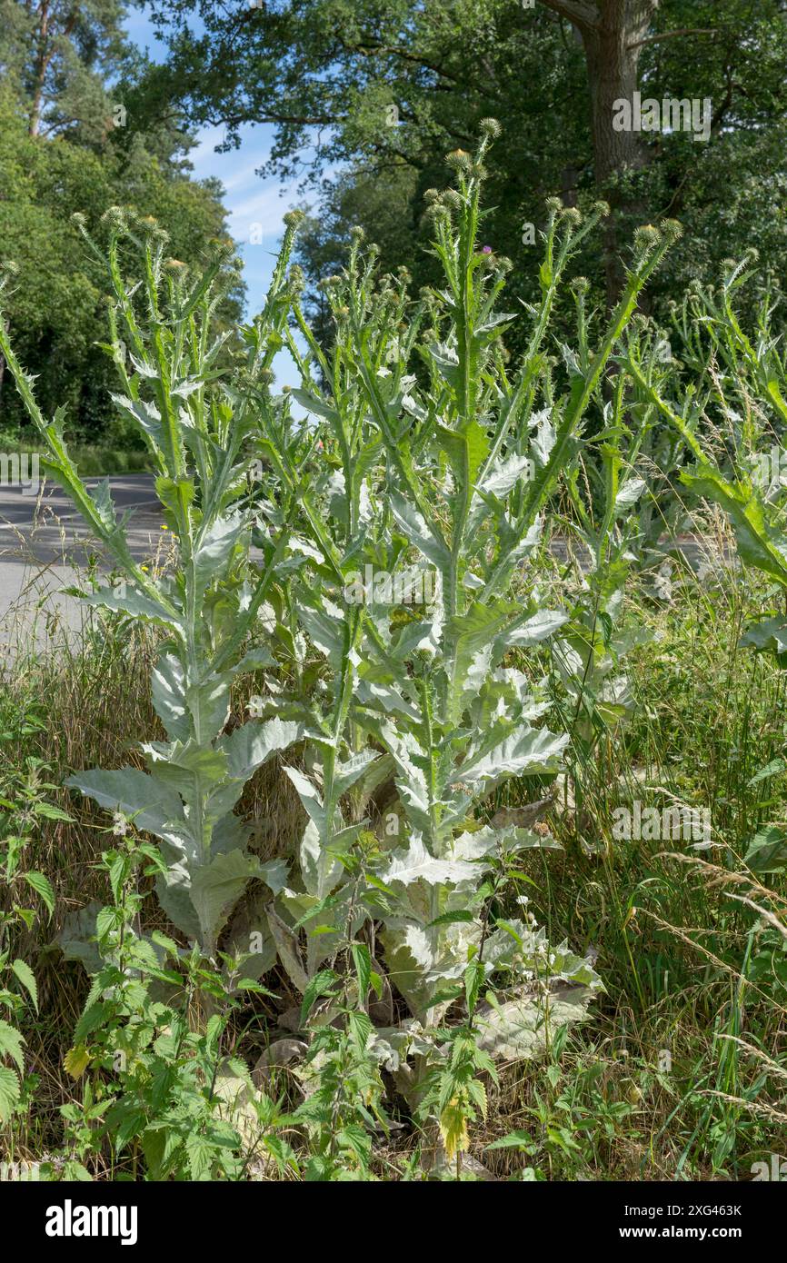 Plante de chardon Onopordum acanthium sur le chemin forestier en été Banque D'Images