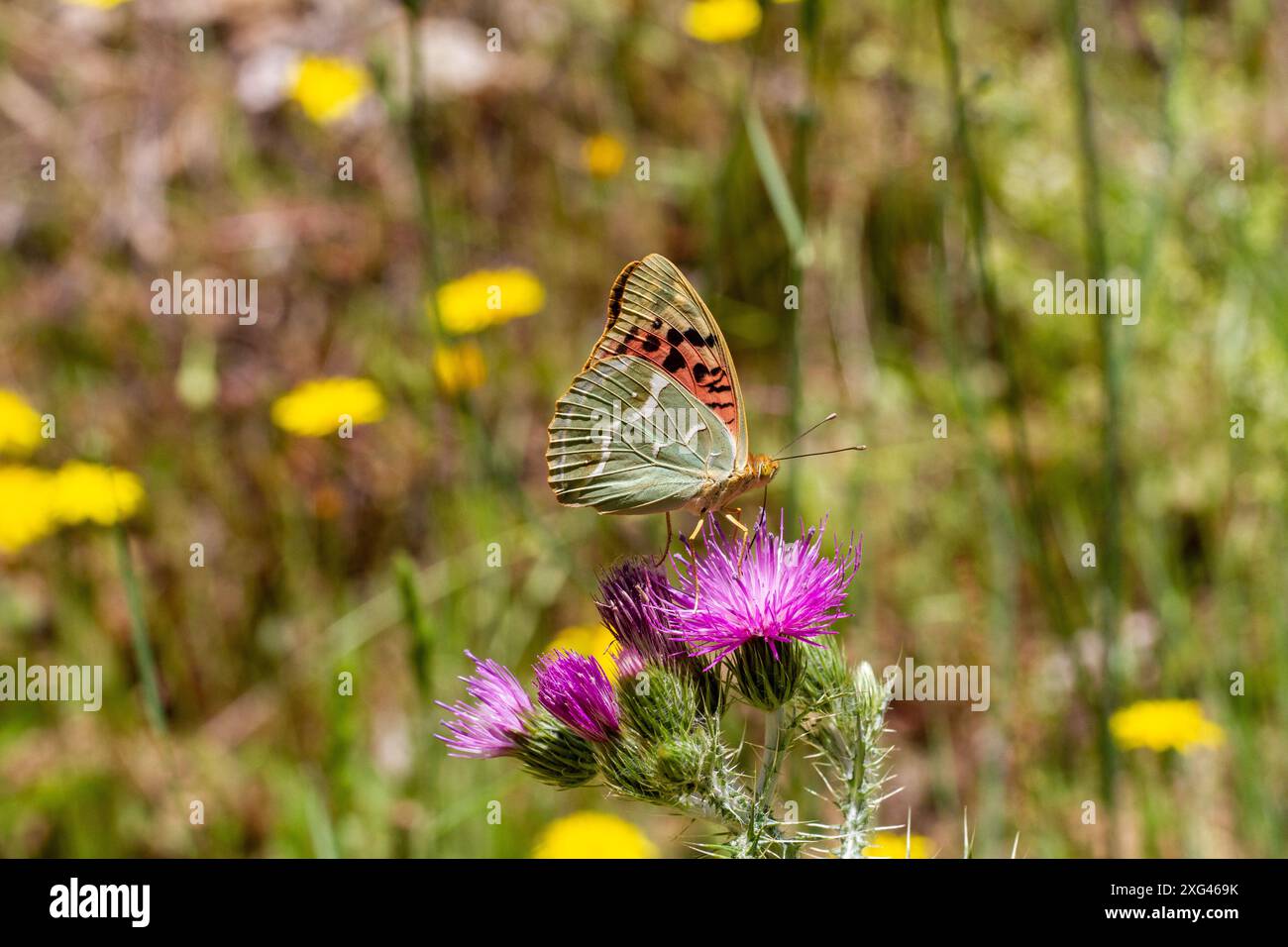 Le cardinal Fritillaire Argynnis pandora est à la tête d'un chardon dans la campagne espagnole du centre de l'Espagne Banque D'Images