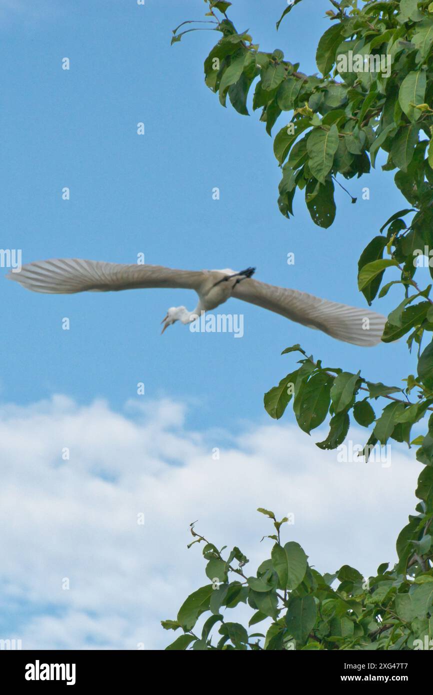 Un superbe héron blanc prend son envol dans un ciel clair et serein, mettant en valeur l'élégance de la nature. Banque D'Images