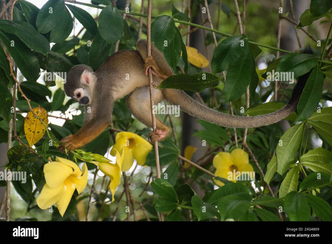 Un singe écureuil explore un arbre luxuriant, entouré de feuilles vertes éclatantes et de fleurs jaune vif. Banque D'Images