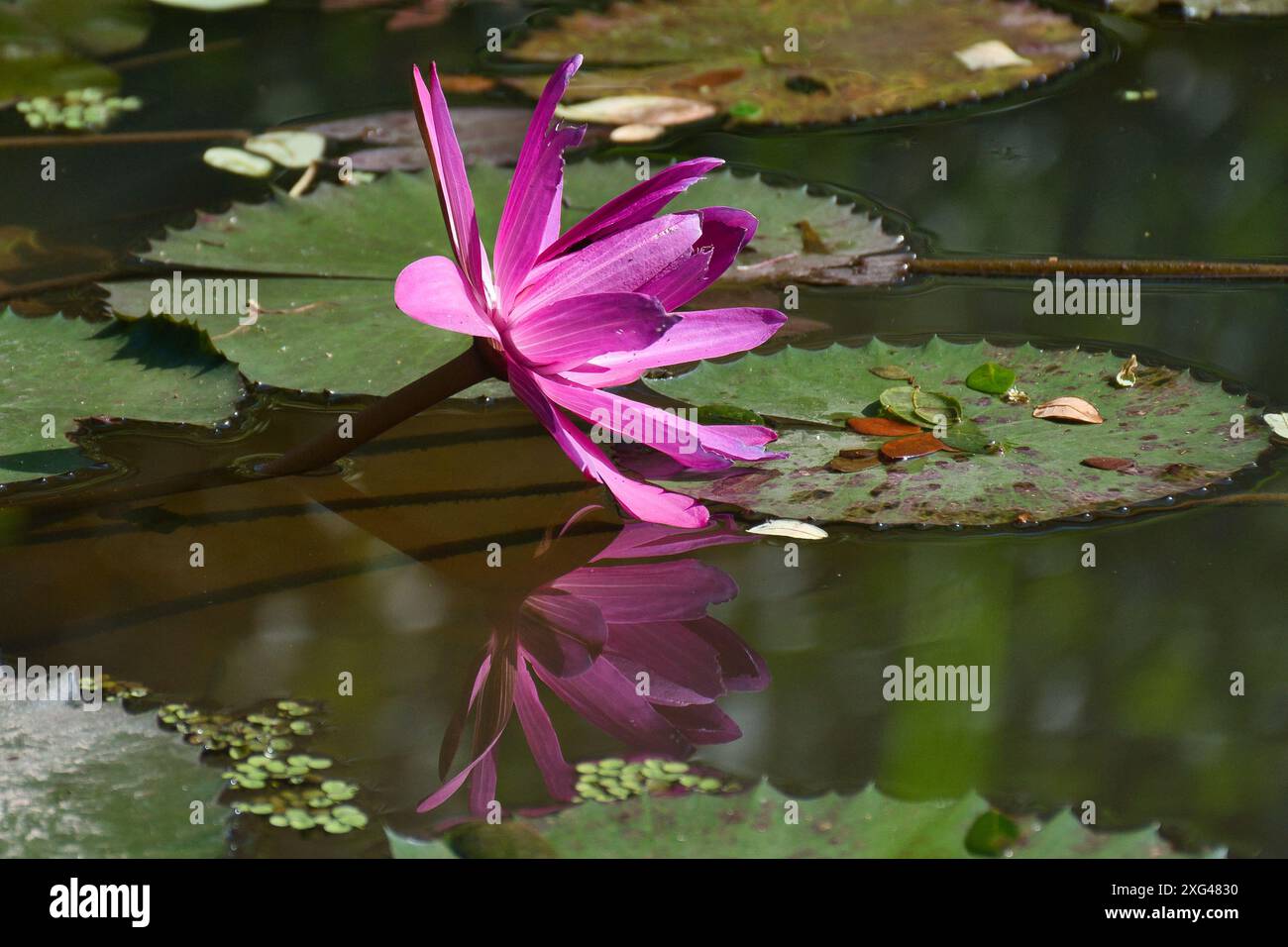 Cette image en gros plan montre un nénuphar avec des pétales violets etl'eau calme, flottant à côté d'un matelas de nénuphars dans un étang serein. Banque D'Images